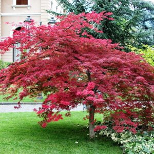 Javor dlaňolistý (Acer palmatum) ´ATROPURPUREUM´ - výška 70-90cm, kont. C5L 